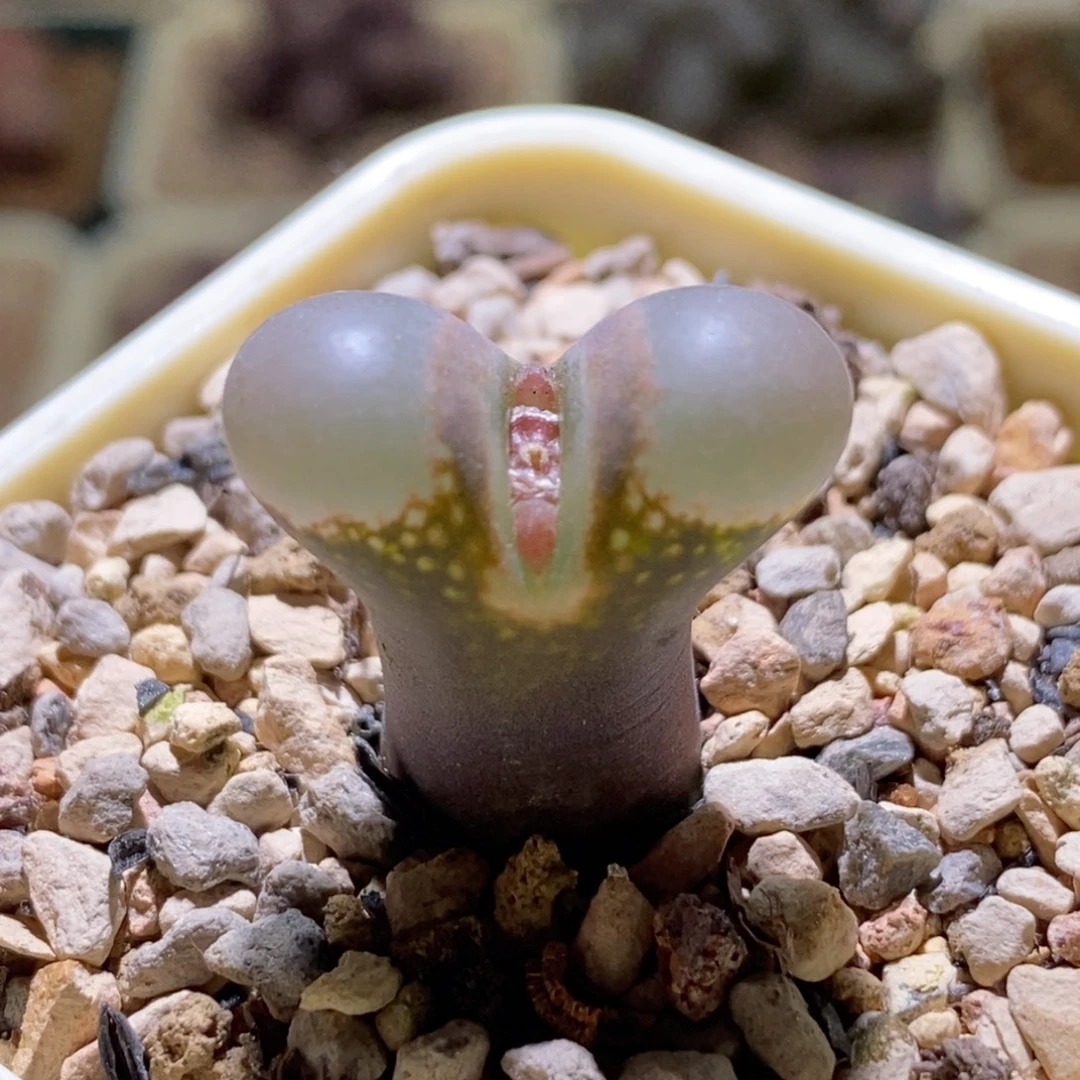 mesa种缘黑眼豆豆