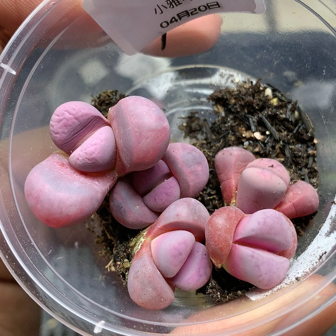 E707多肉植物保护