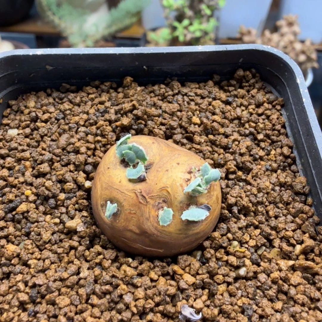 阿****格加厚墩菊431仙人掌