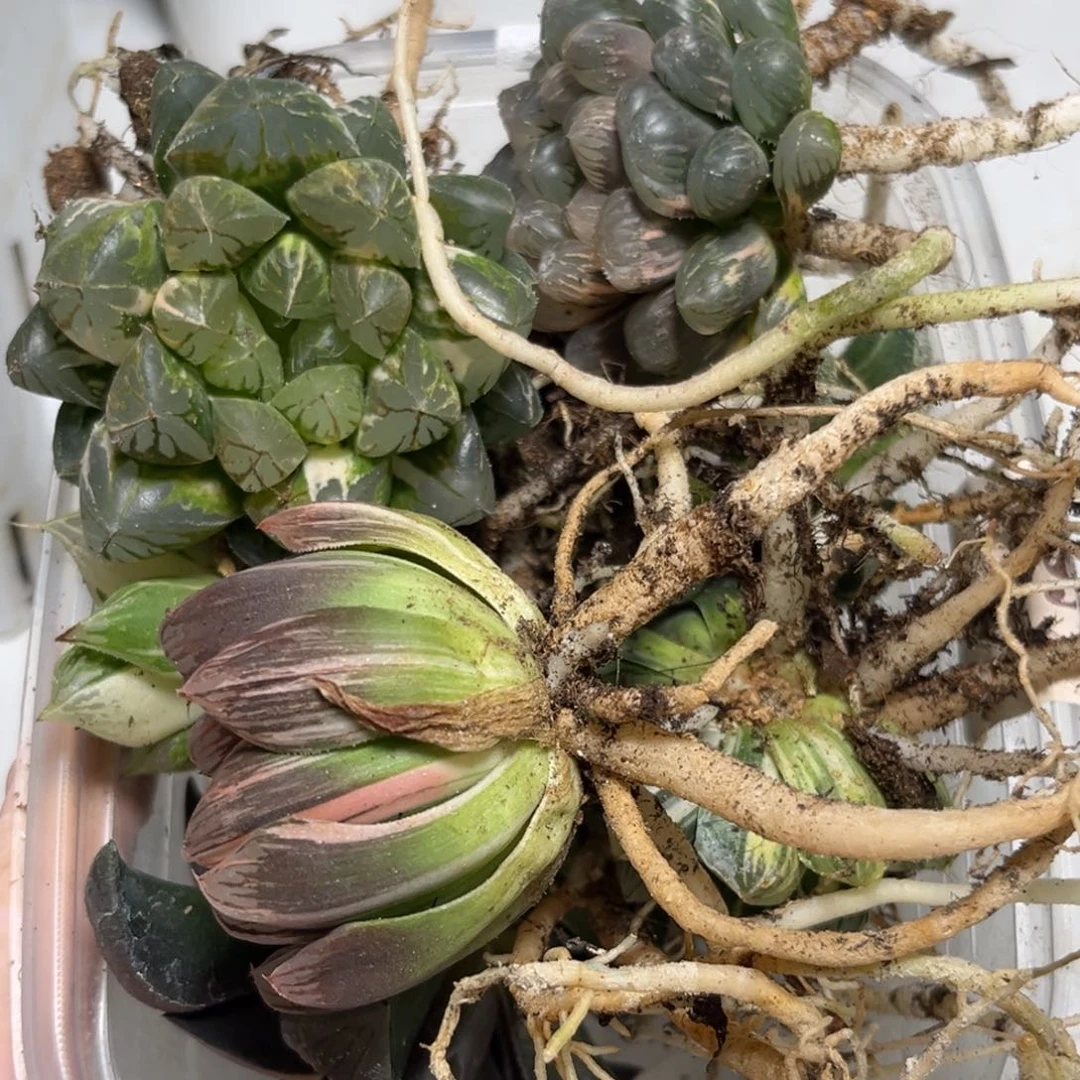 十二卷多肉植物10颗裸根1757