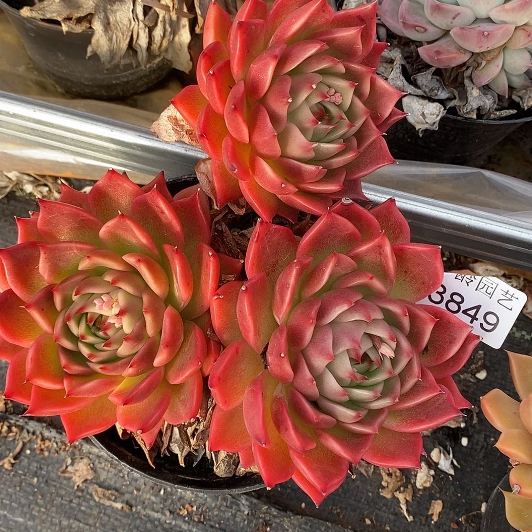 3849杂交老桩基地～14厘米