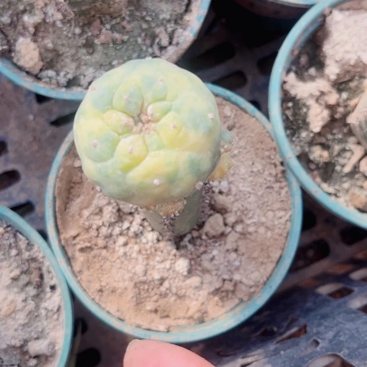 云**清黑刺草球嫁接仙人球