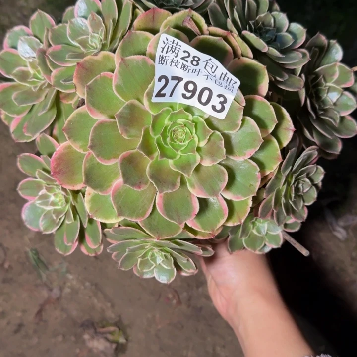 27903南花妖多肉植物