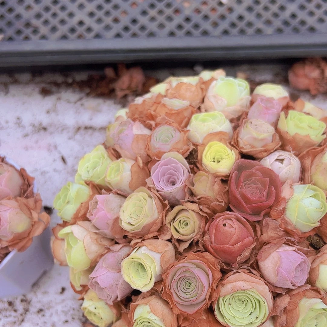 精品彩巢做好发货玫瑰