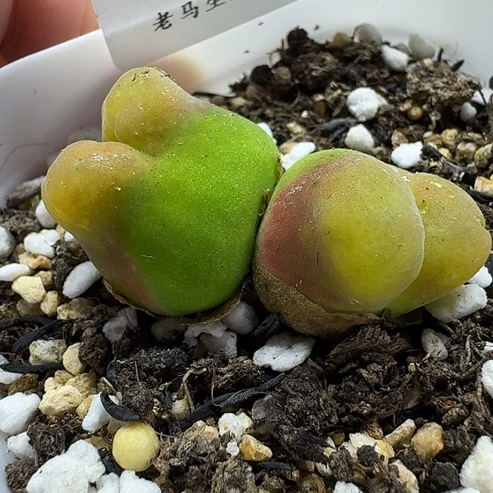 老马生石花双头蟠桃2305