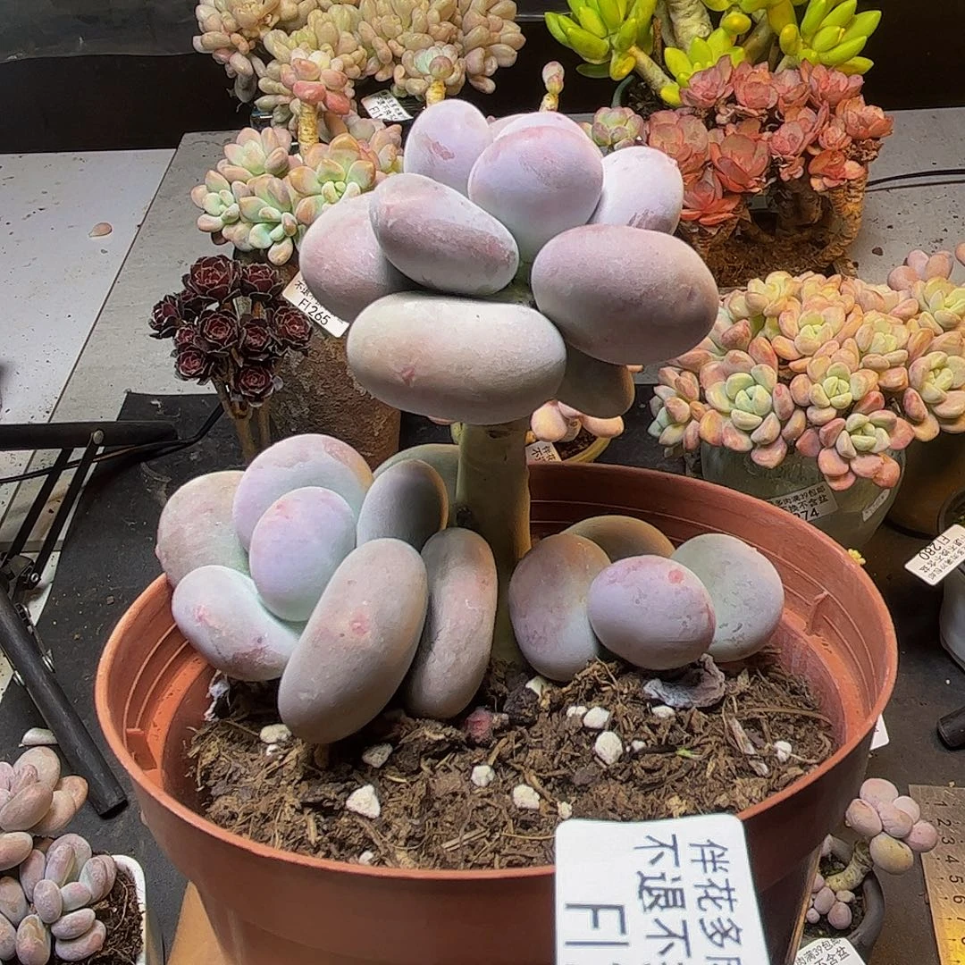 黄金大叶奶酪286/7cm