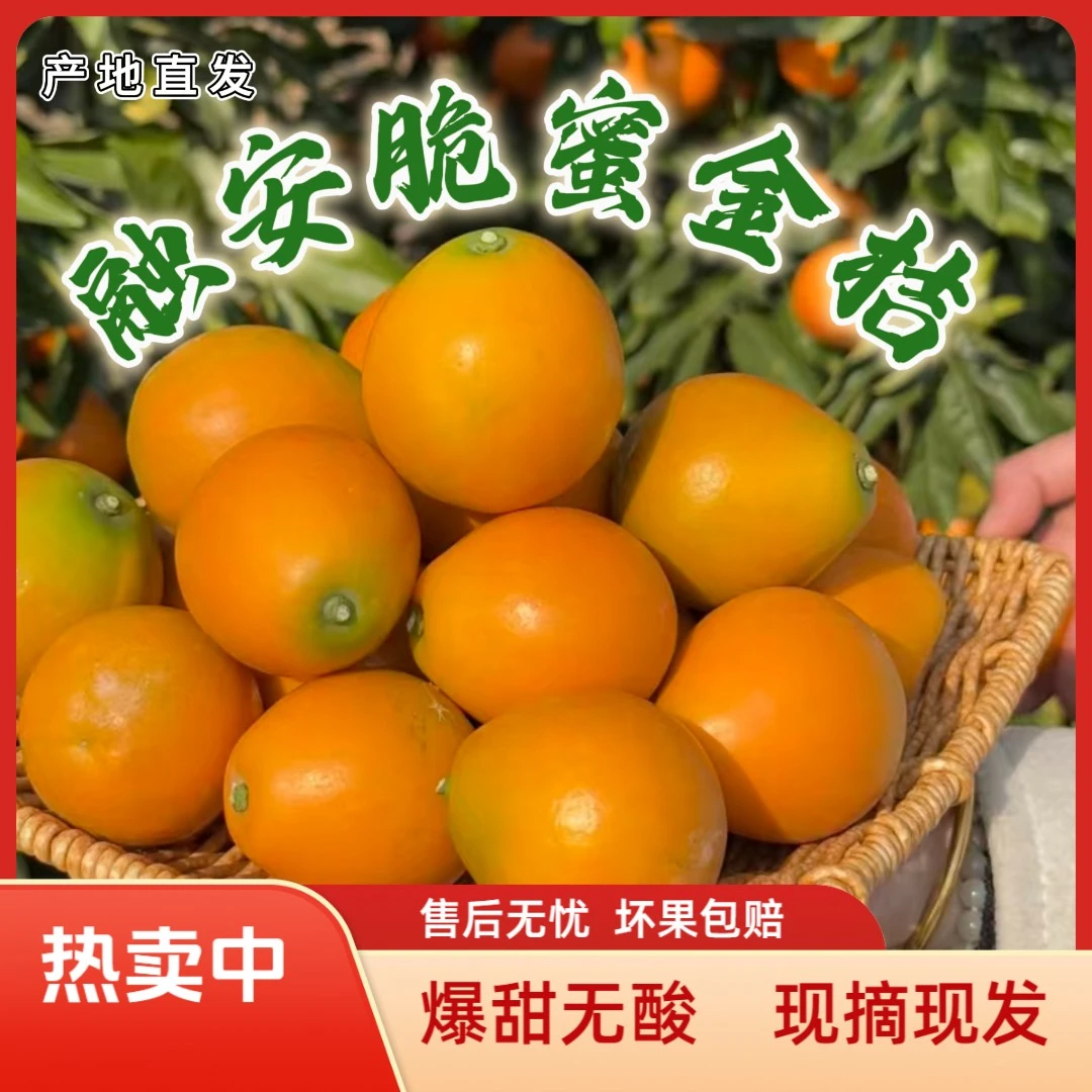 [低价福利]广西正宗融安脆蜜三代金柑爆甜鲜果当季现摘水果