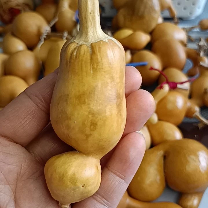 ?****录葫芦葫芦葫芦葫芦