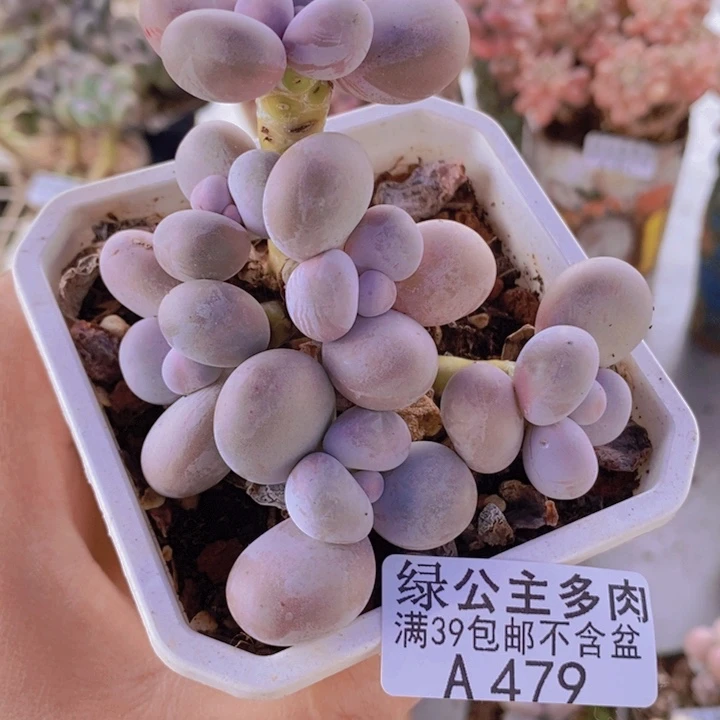 水光针奶酪有砍8cm479多肉酱