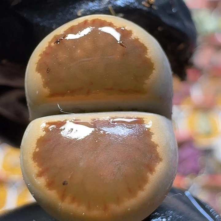 生石花23:：。在。  58号