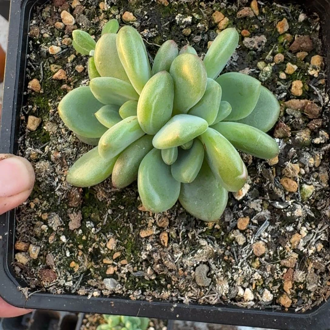 橘落 3头 一物一拍