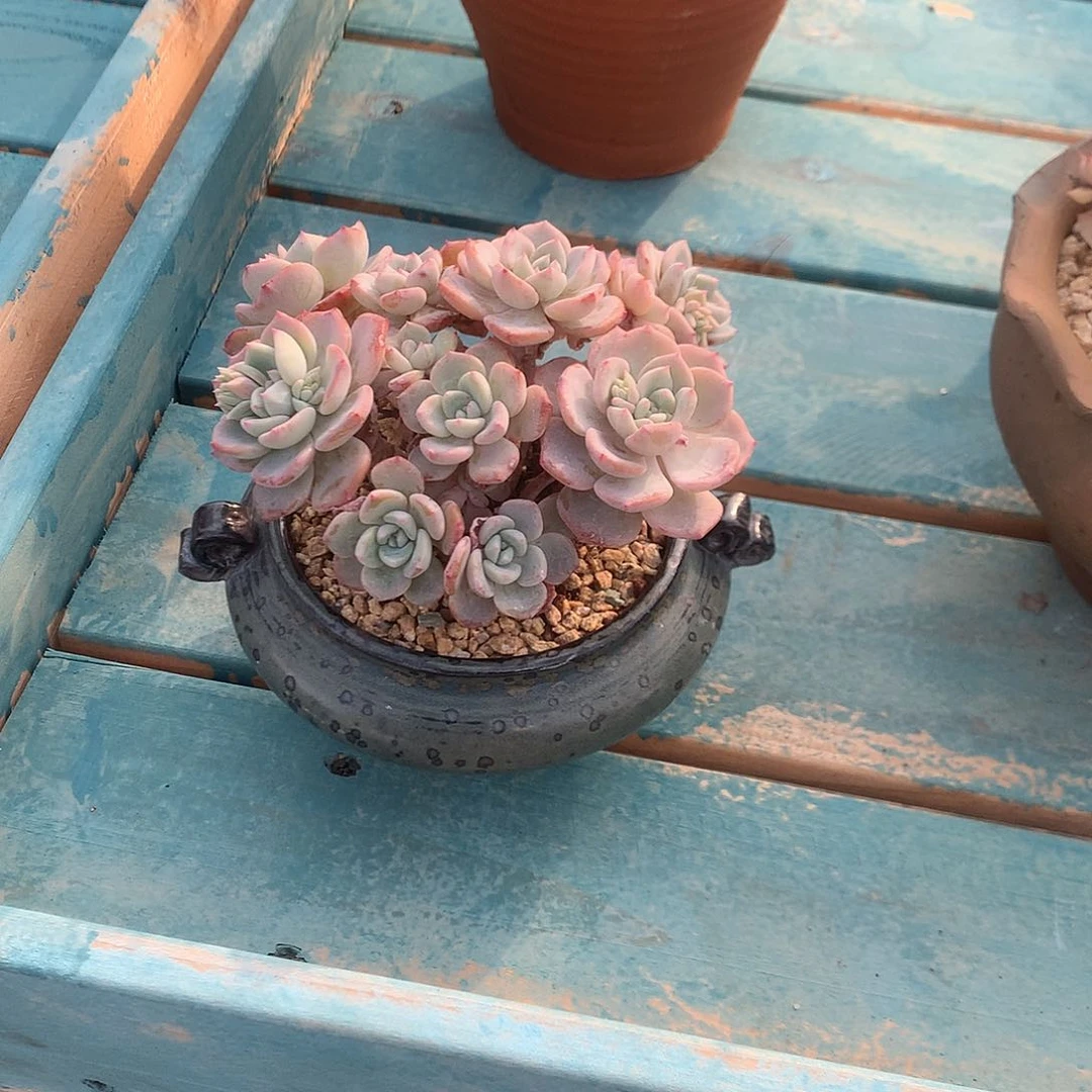 只**见千山雪多肉植物带盆