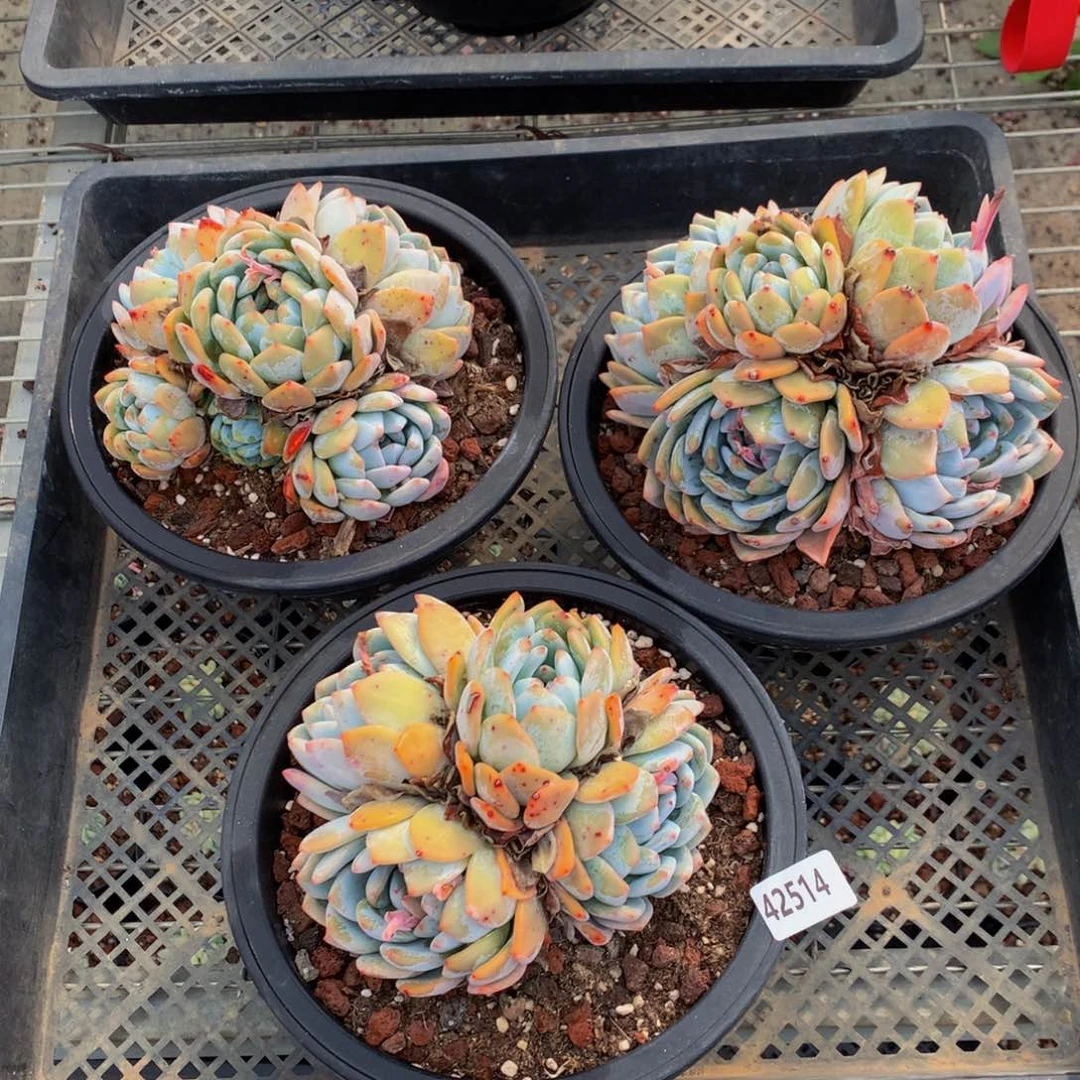42514三个一起嗯嗯嗯我想说