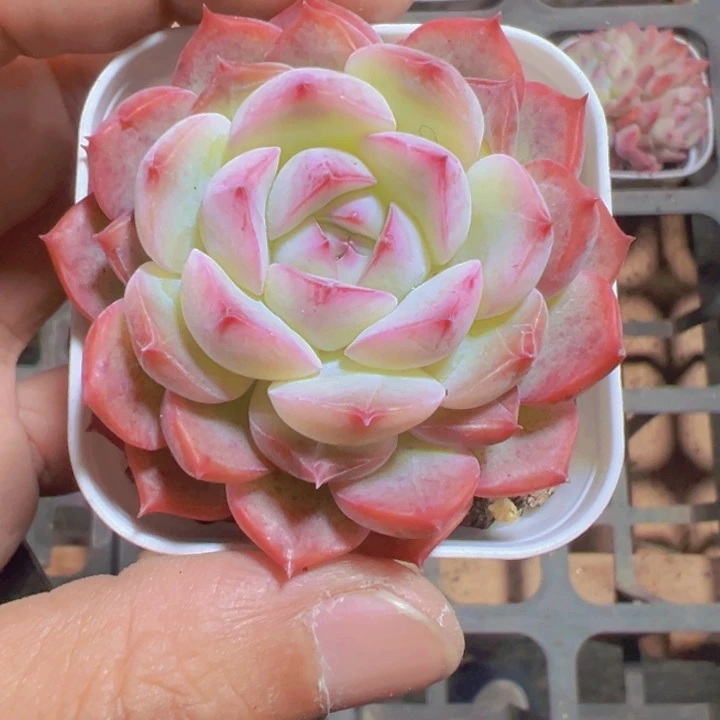 玉笛精品多肉植物