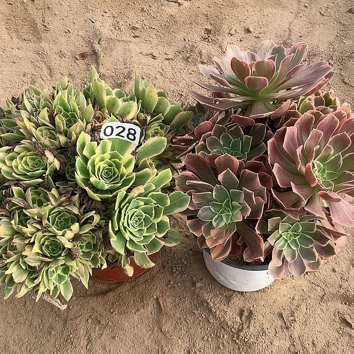无花朵028彦宁➕金丝缺多肉植物