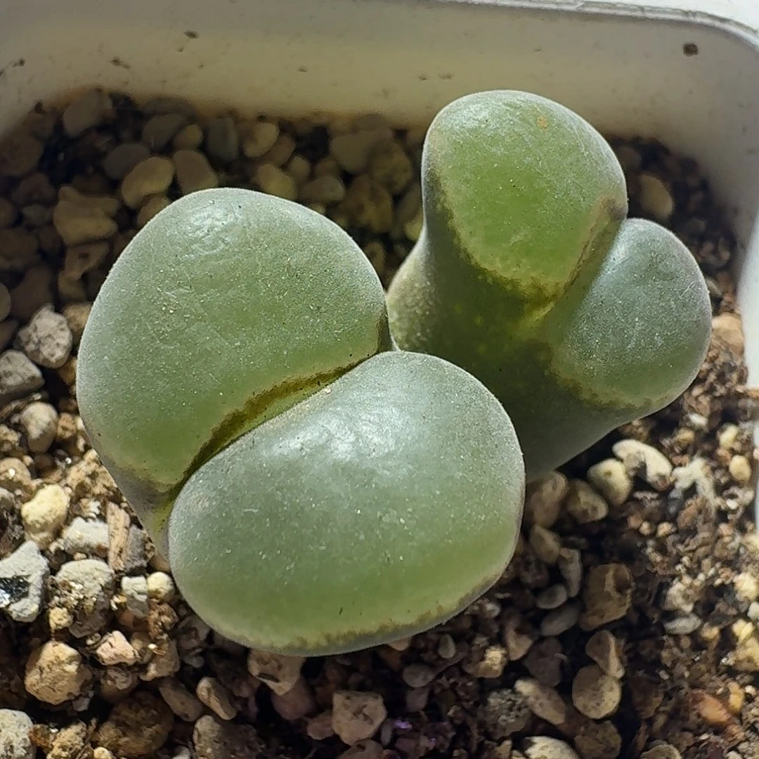 54号双头风铃一物一拍