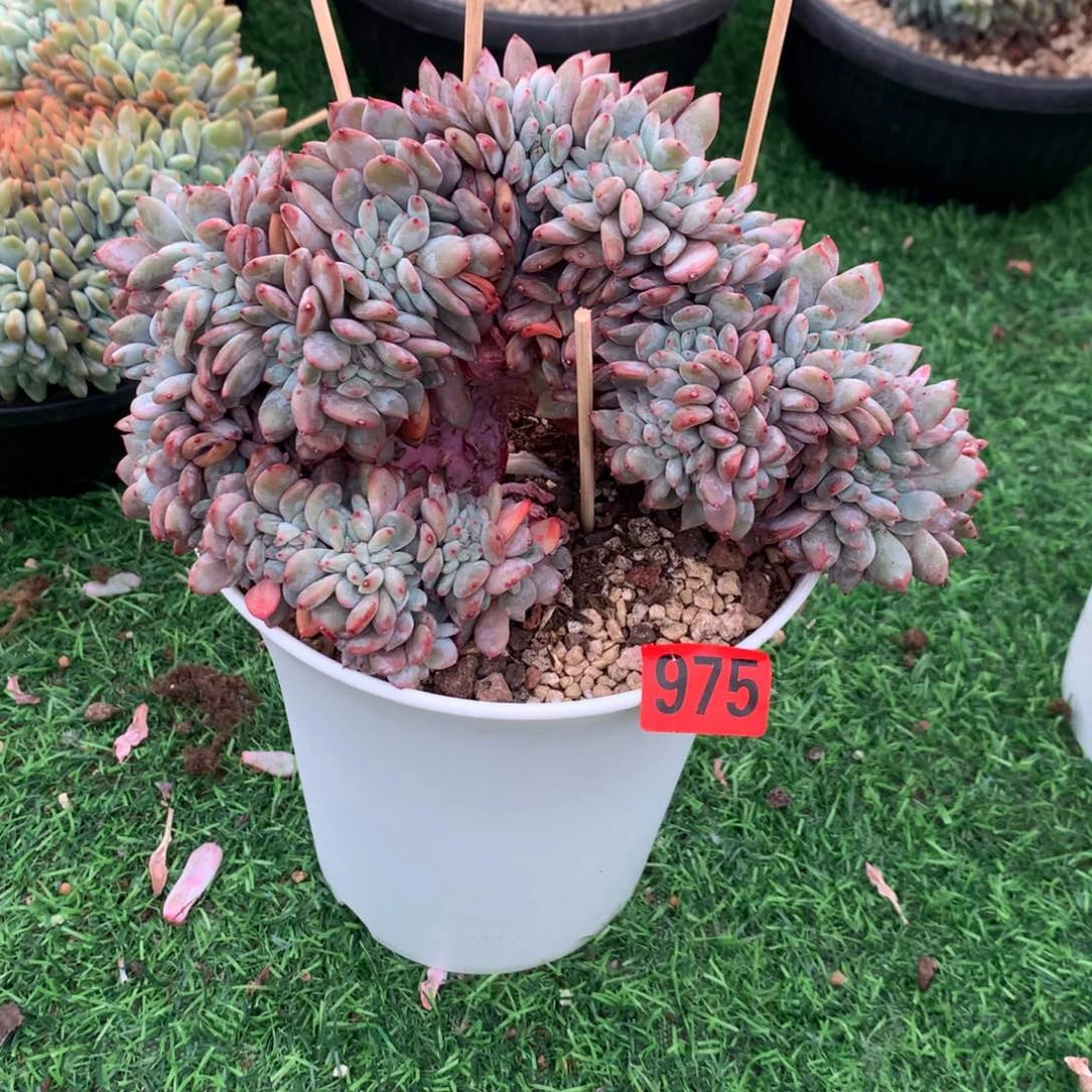 975橙子1111111111111