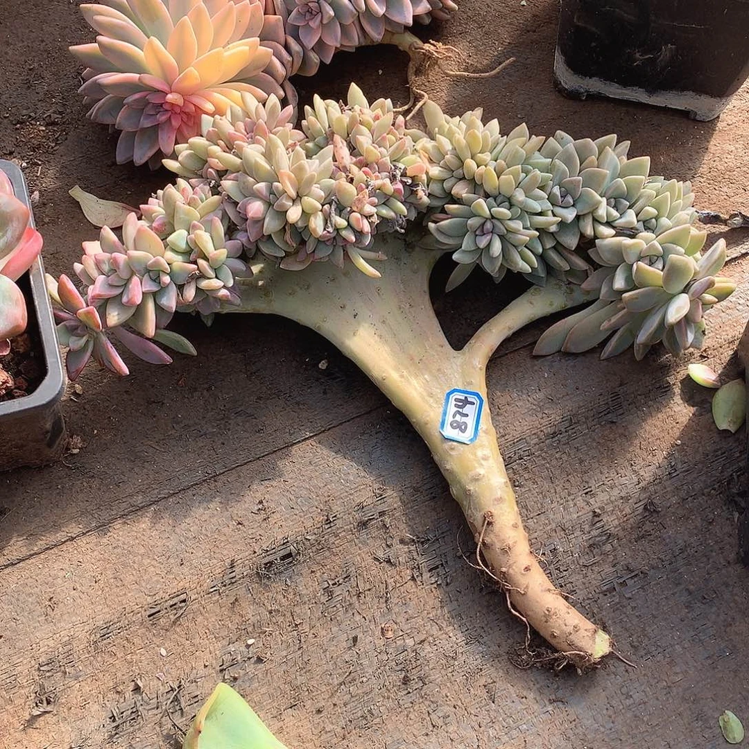 874淡雪缀 一物一拍多肉