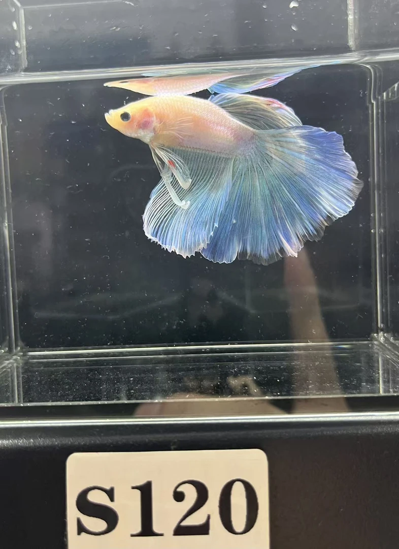 竞拍S120泰国斗鱼）