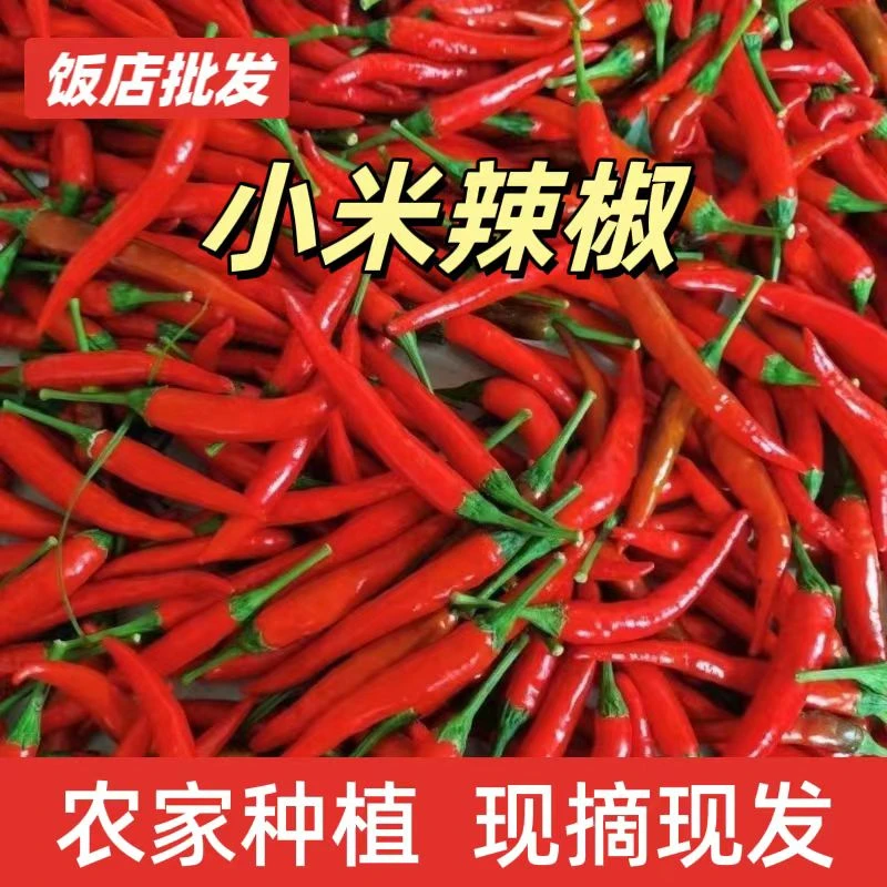 农家新鲜红辣椒小米辣椒鲜椒小辣椒现摘现发餐饮饭店专供