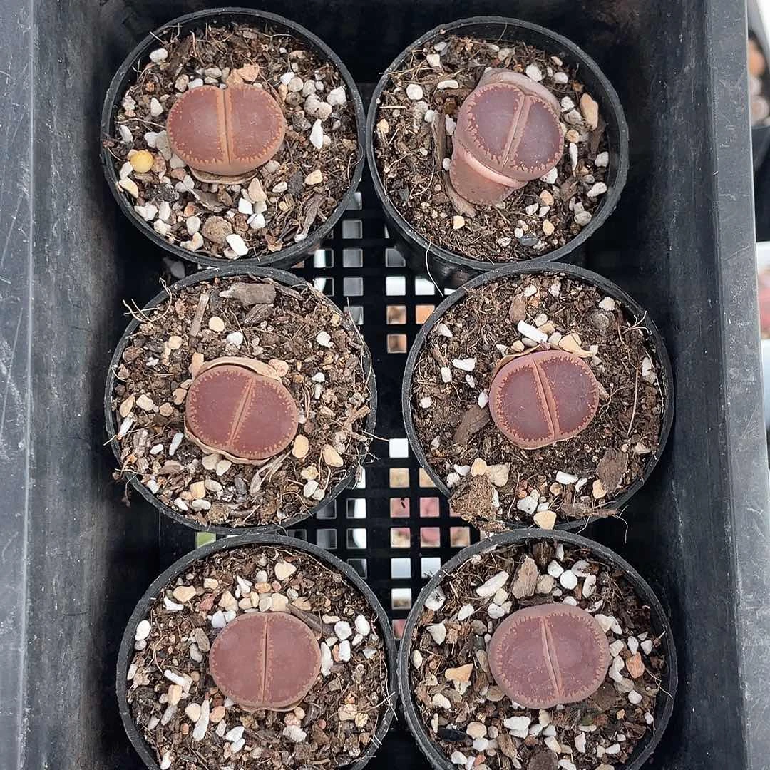 2183大棚清仓甩卖了