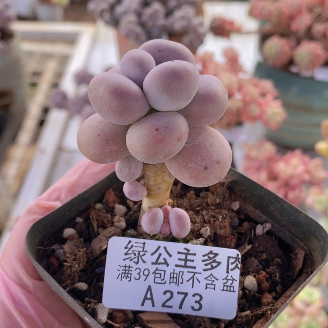 芭比奶洛4cm273多肉植物