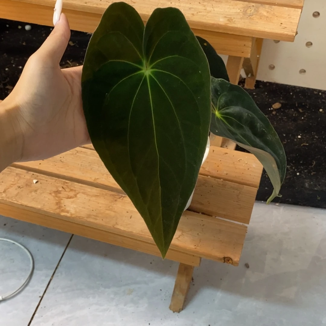 不开花植物27 加通湖papj（老叶损）