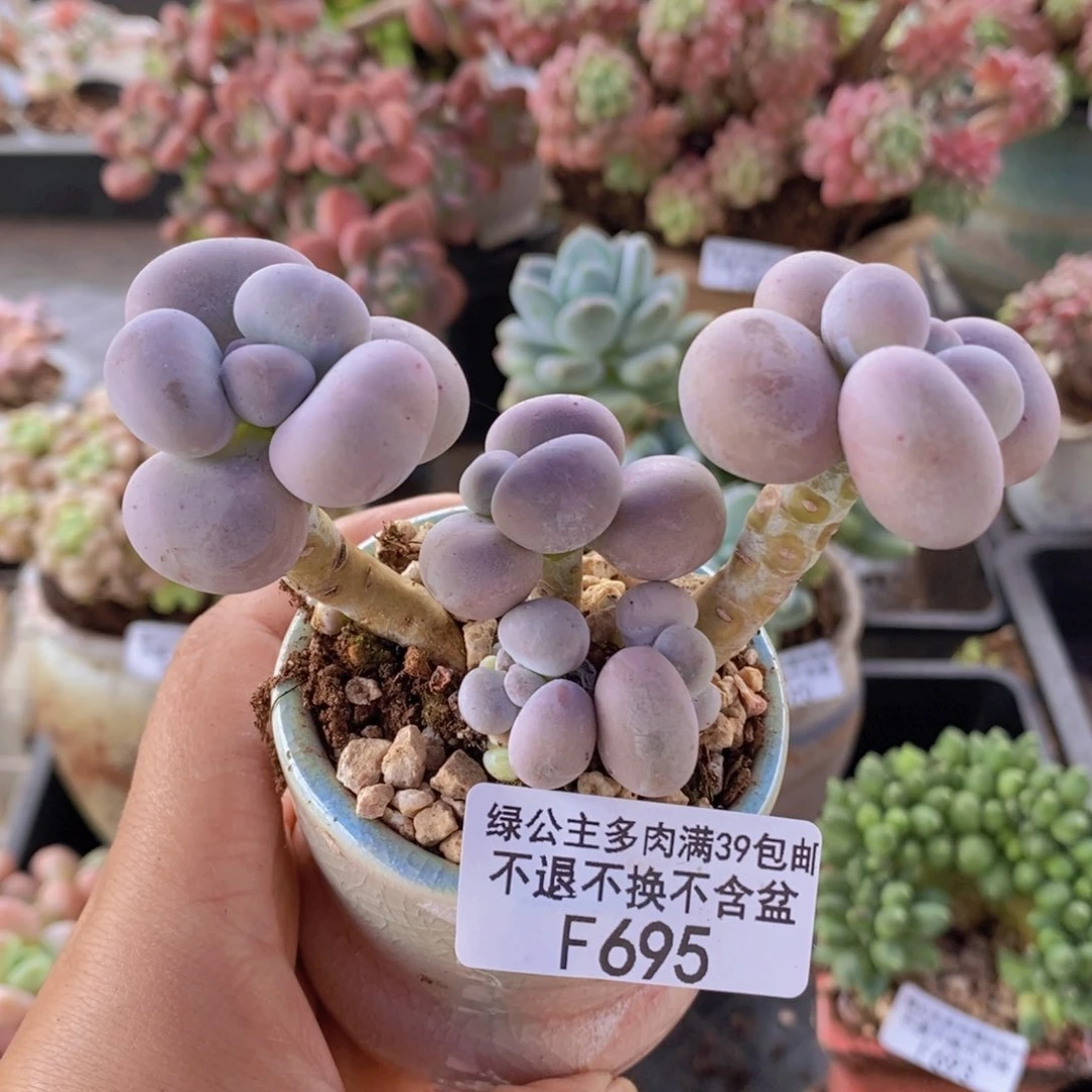芭比奶洛7cm695多肉植物