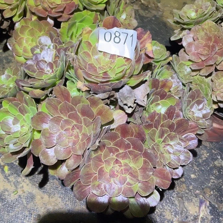 多肉植物断枝不包871花月夜