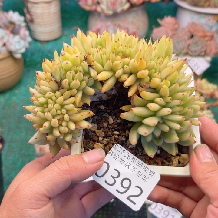 大0392（xbcvgvggbbb