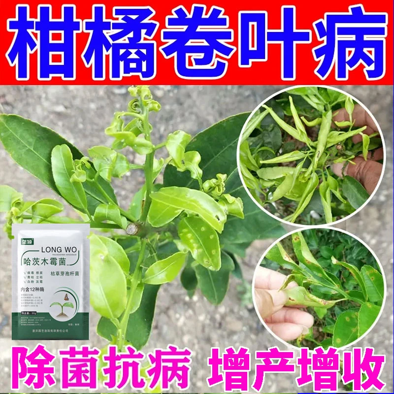 柑橘卷叶病通用剂疮痂病炭疽病砂皮病黑斑黑星病柑橘树叶面肥菌剂