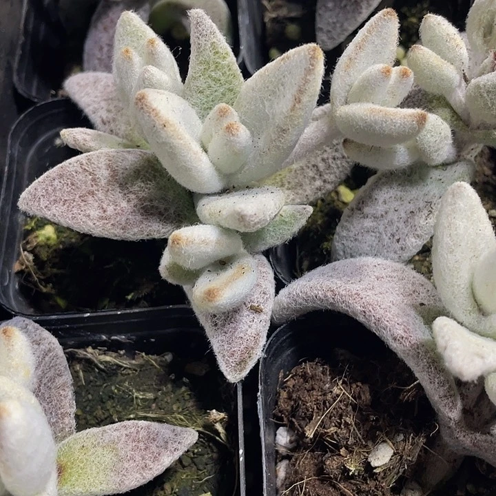 小白兔2.8带盆土