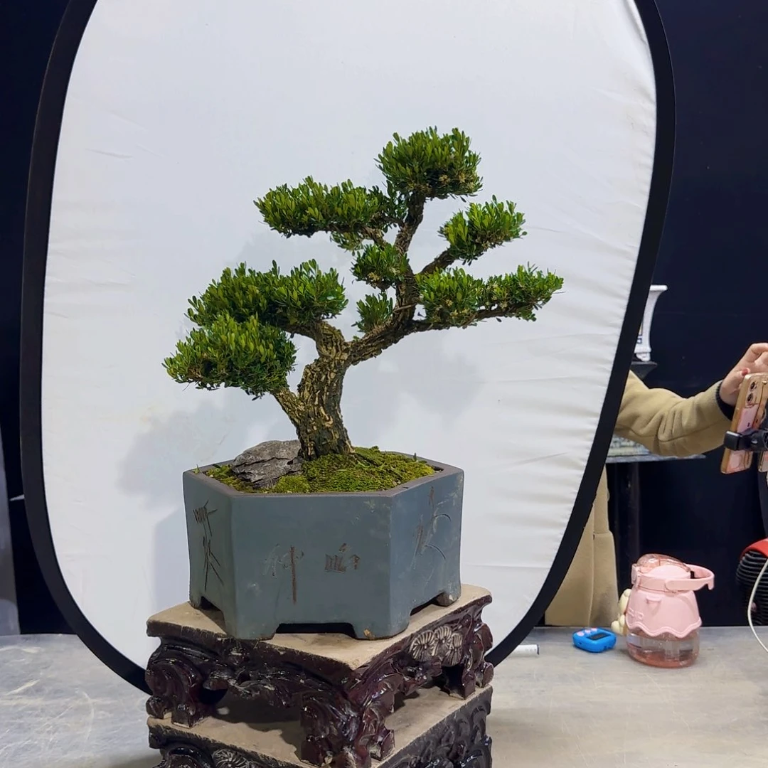 高端黄杨盆景艺术大*