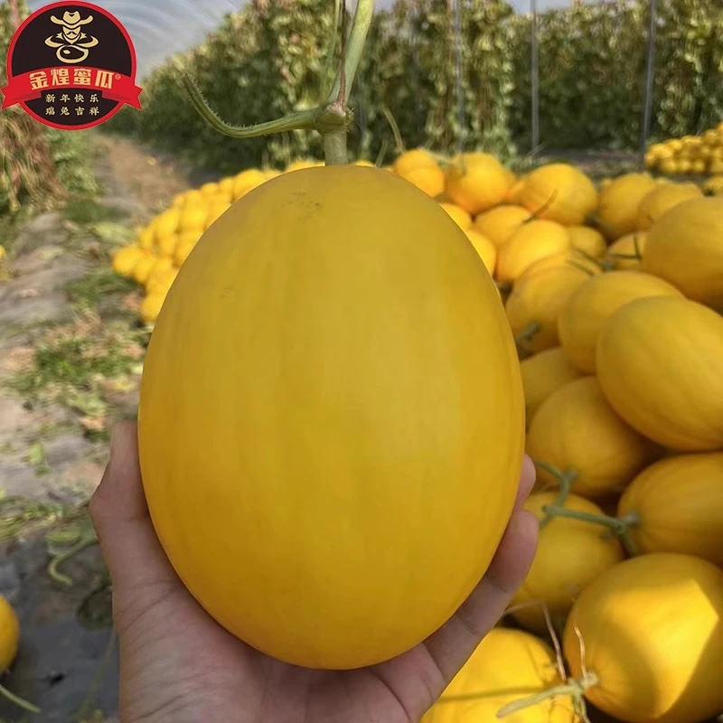 海南王精品金煌蜜瓜冰糖美人哈密瓜礼盒装甜香瓜顺丰新鲜应季水果