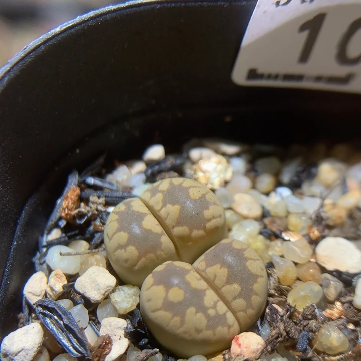 Sss石石花多肉1026