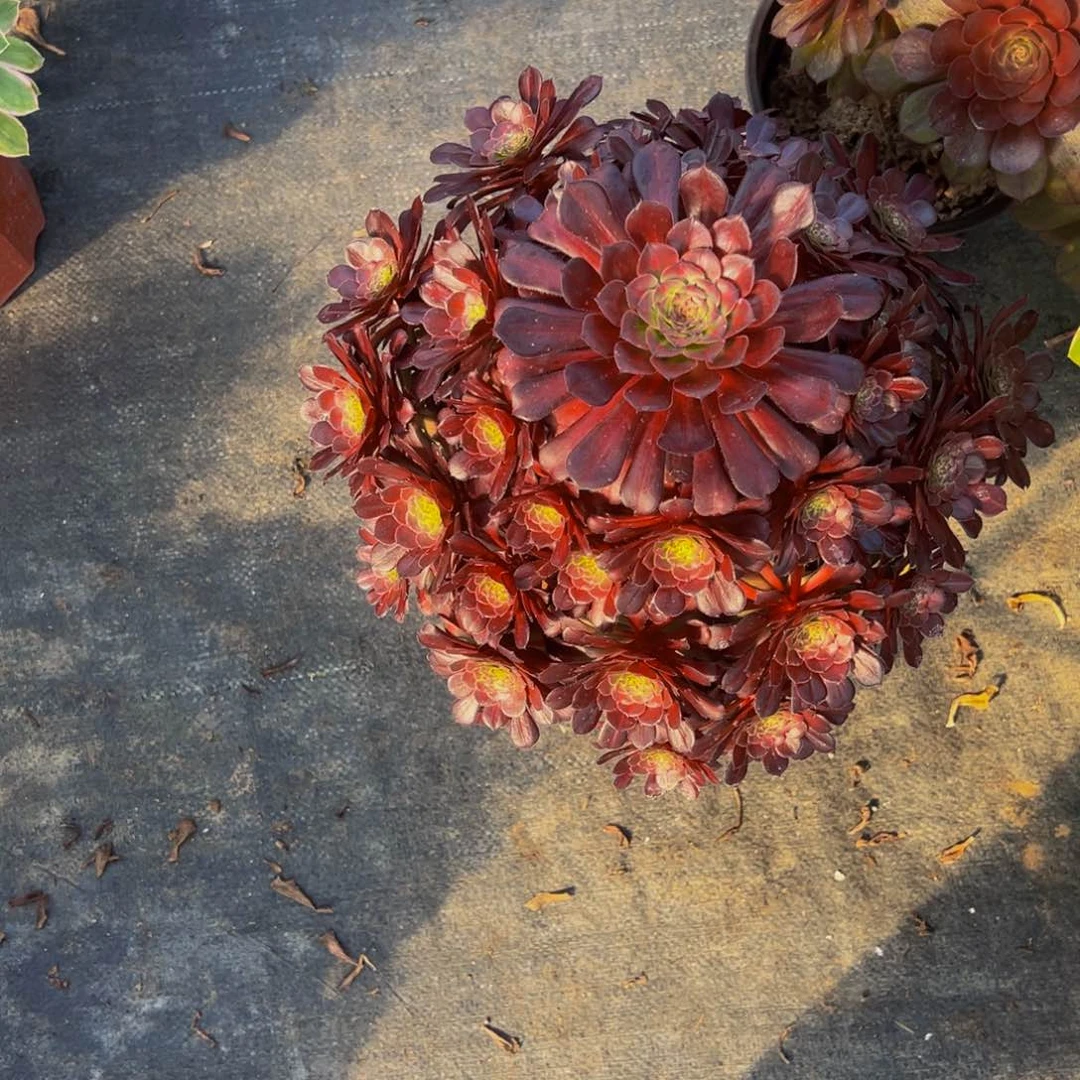 粉女巫多肉葡萄046047有霞次