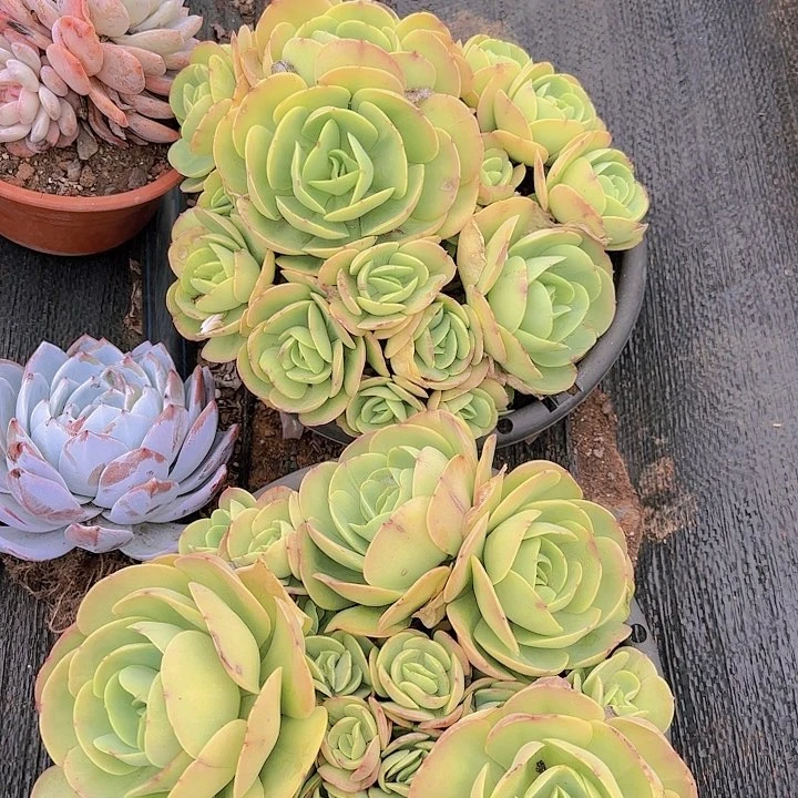 大大大大大笔糖一颗包邮