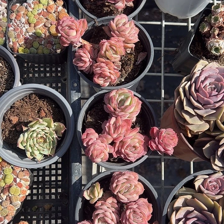 玫瑰冰多肉植物精品