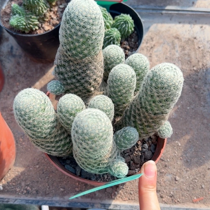 简***h恭喜发财。