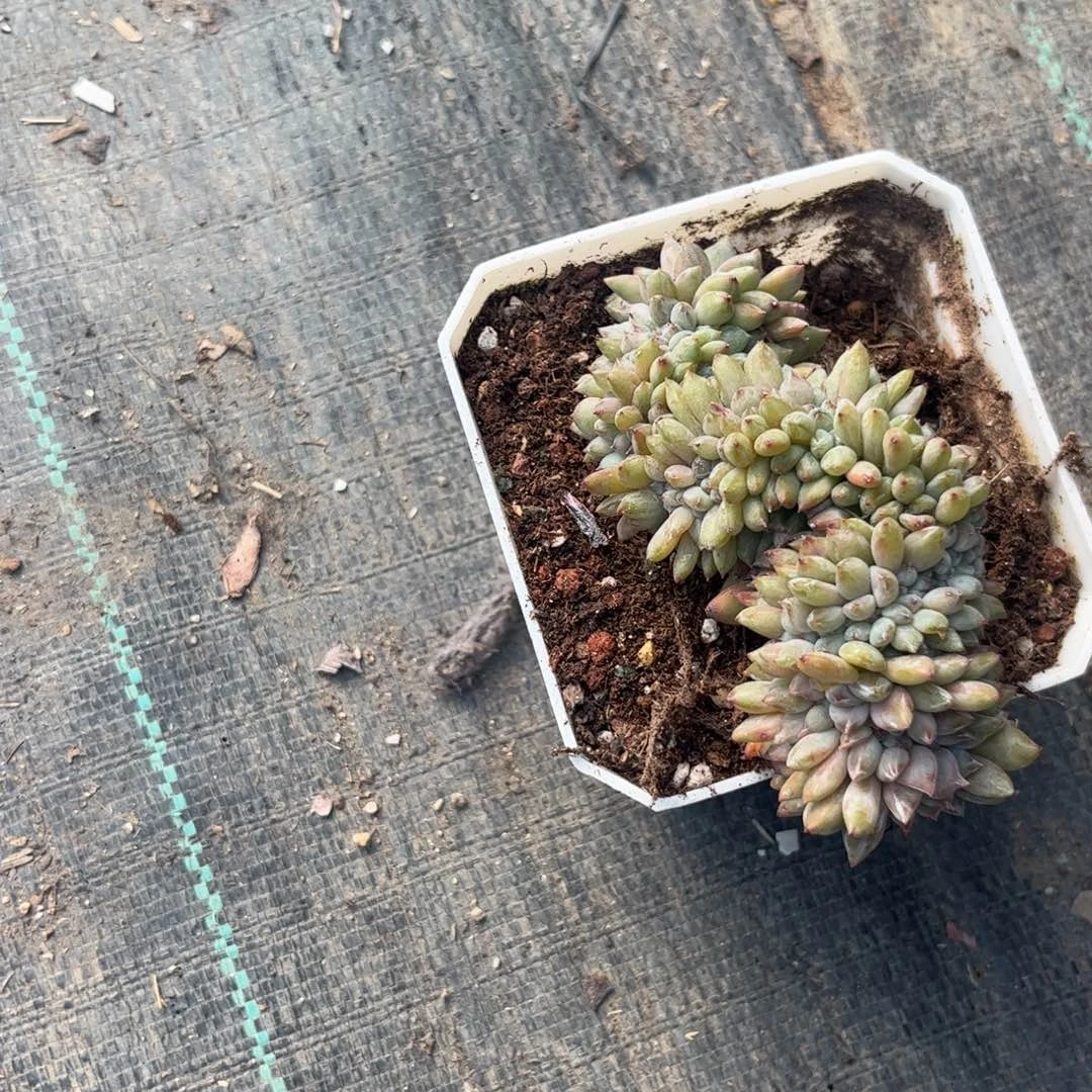 柒*多肉植物111111