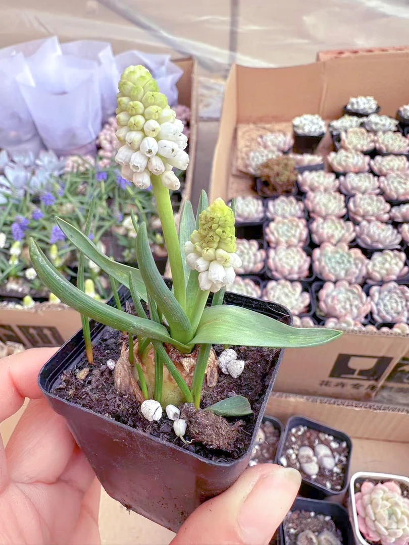 白色丽人风信子多肉植物（满9.9元包邮发货）
