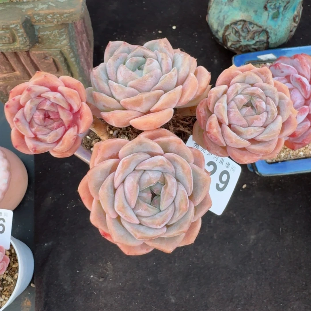 迪***巴冰魄母本      愿你一路坦途，乘风破浪展宏图