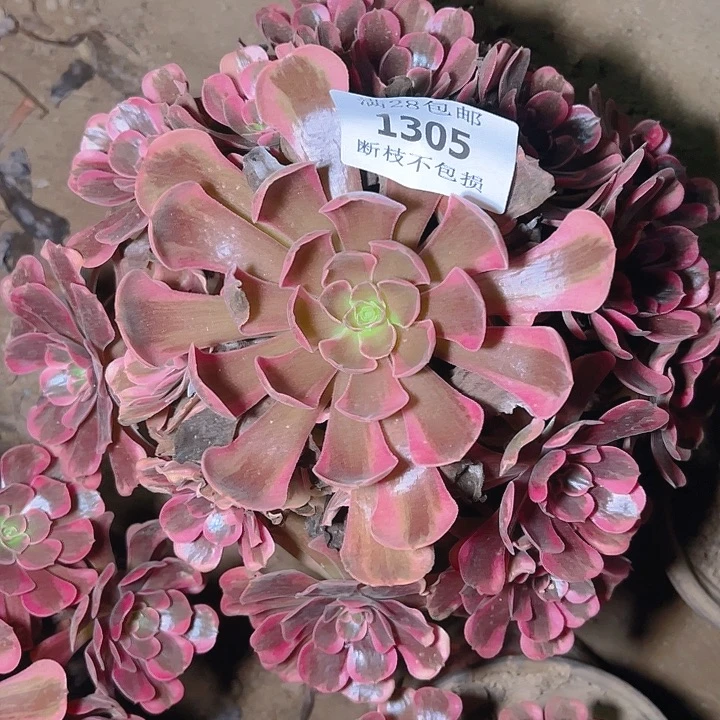 才***才1305爱神多肉植物保护