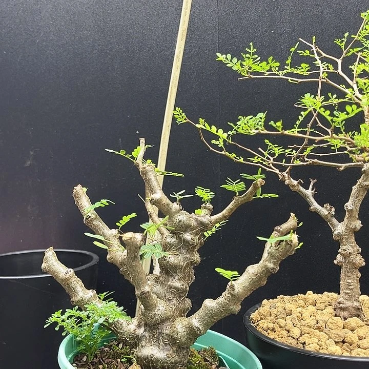 沙漠苏木一物一拍