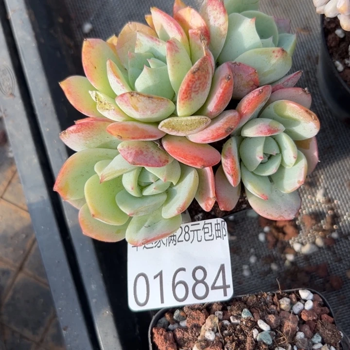 幸运的人会遇到你喜欢