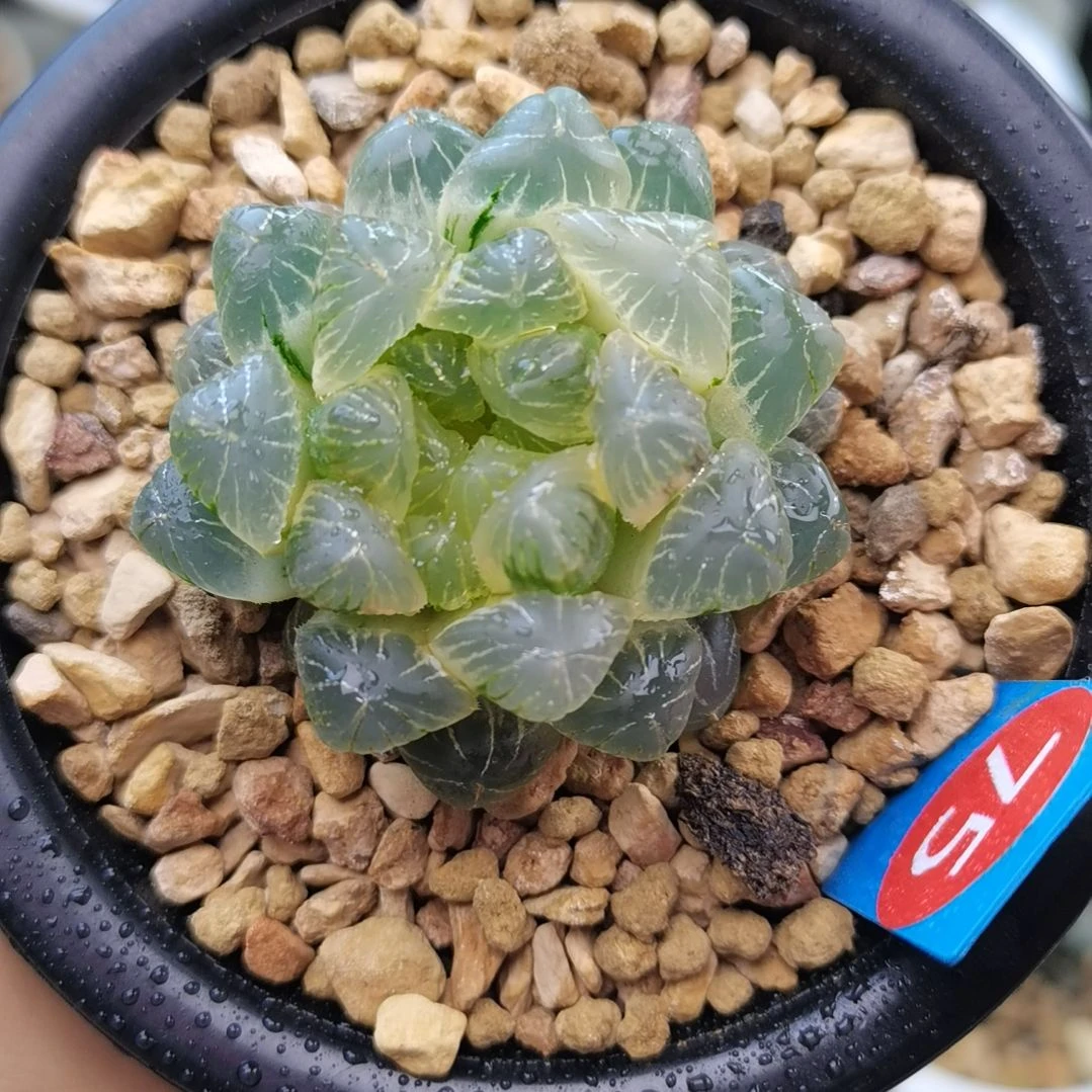 75号实生白糊斑玉露锦一物一拍带盆土发货