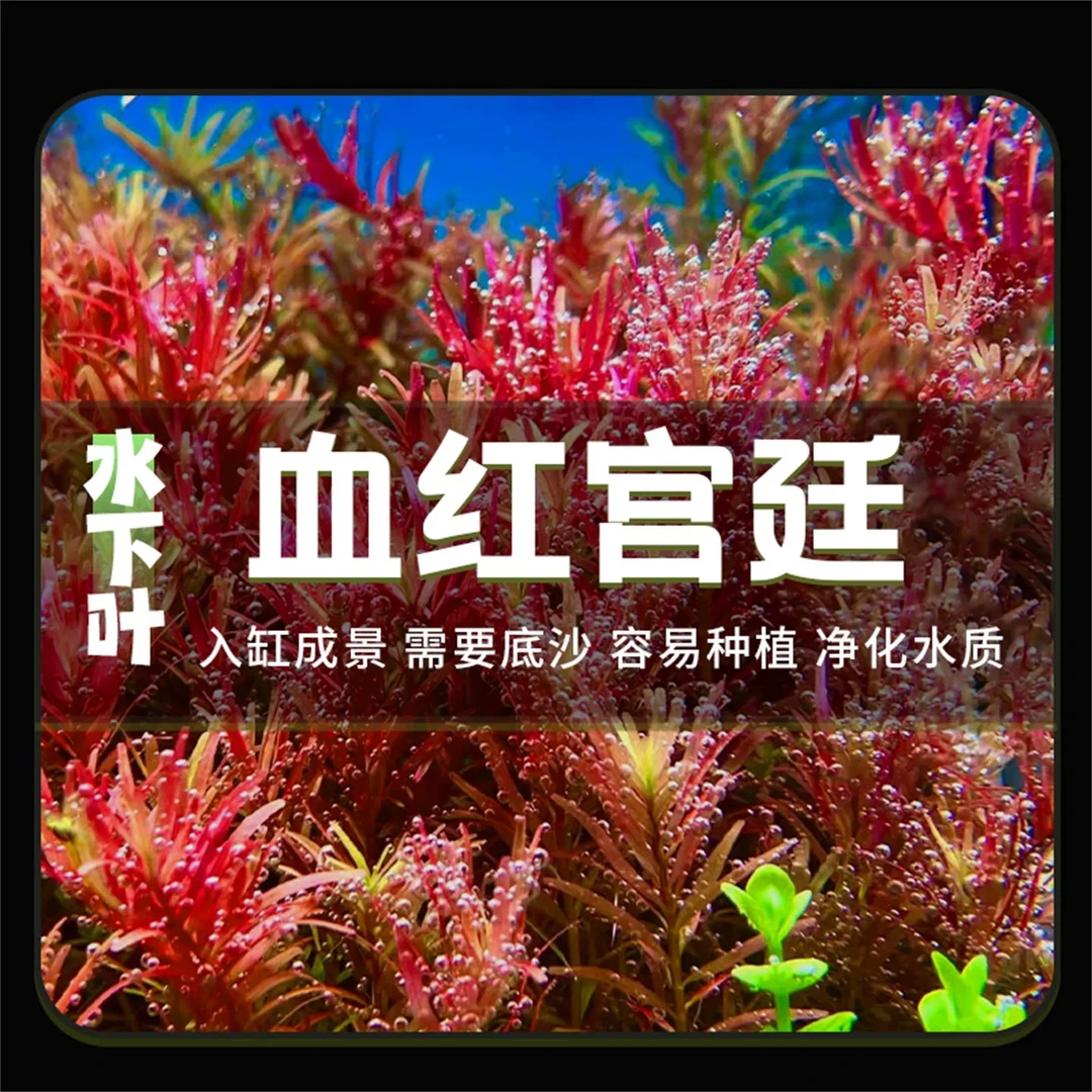 血红宫廷阴性水草无需底沙鱼缸造景新手易活净水增氧