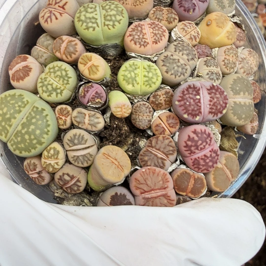 哈哈笑到最后才想起自己还有447