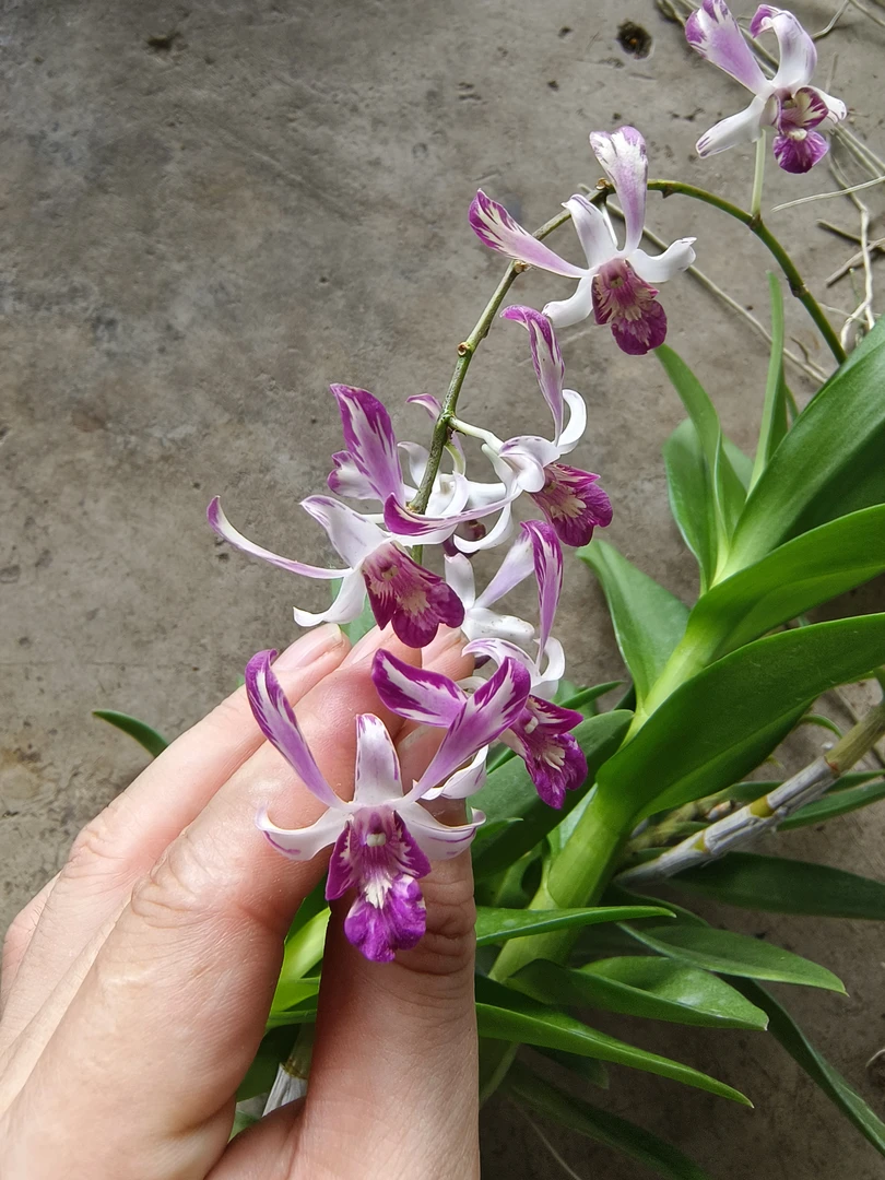 预售｜泰秋泼墨羚羊1盆