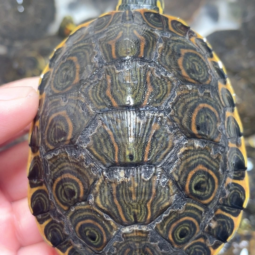 宠物龟母大河22222